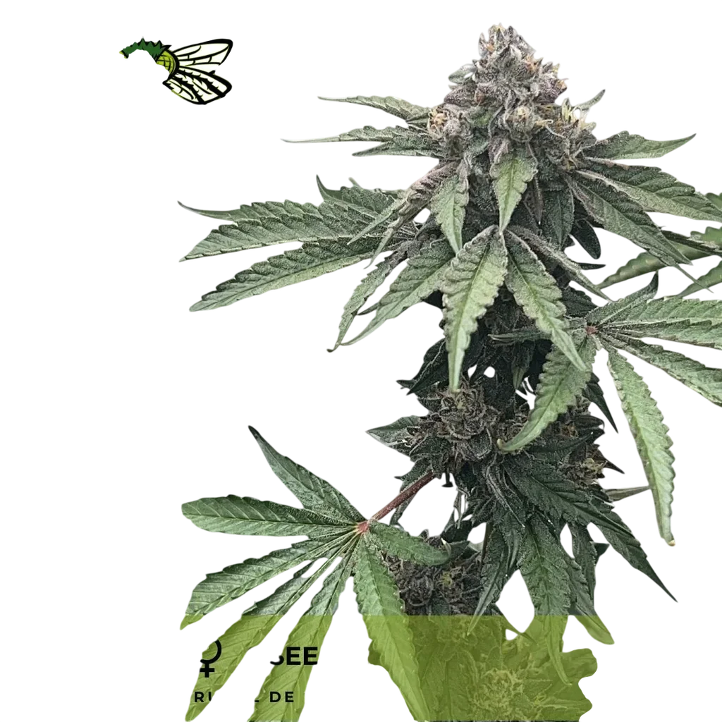 Tay | PHOTOFEM | Mosca Seeds
