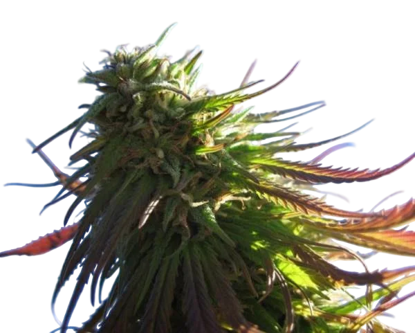 Texada Timewarp | PHOTOREG | BC Bud Depot