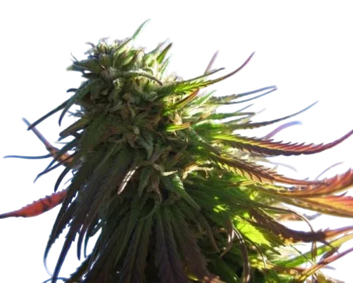Texada Timewarp