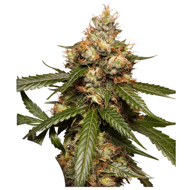 THC-Victory Auto | AUTOFEM | Dutch Passion