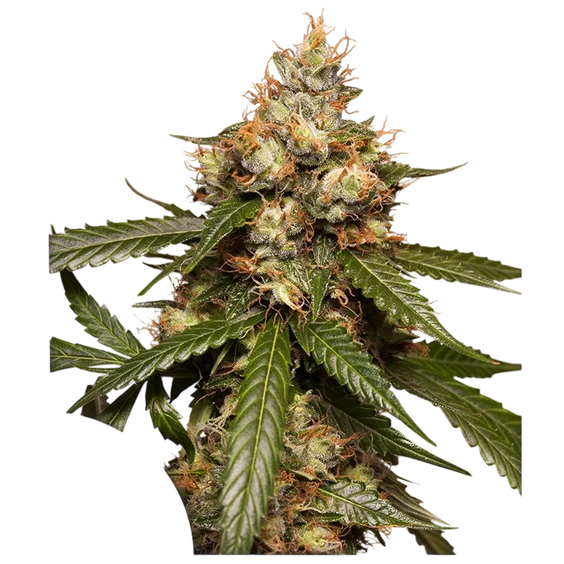 THC-Victory Auto | AUTOFEM | Dutch Passion