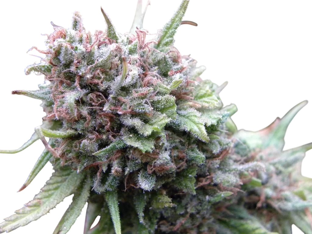 The Cure | PHOTOREG | Mr. Nice Seedbank