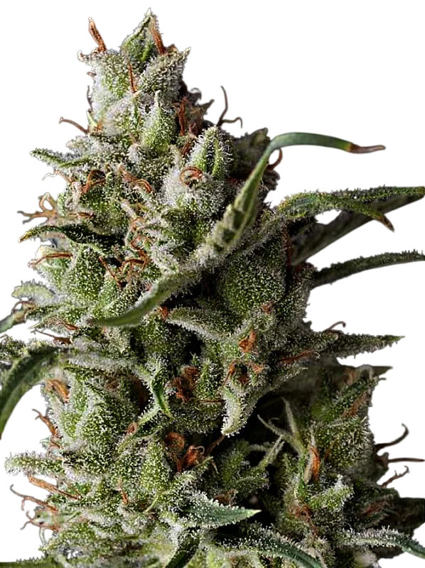 The Funk | PHOTOFEM | Grand Daddy Genetics