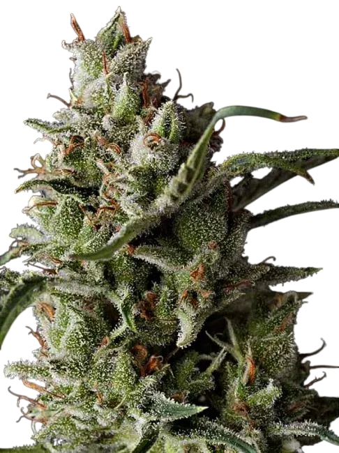 The Funk | PHOTOREG | Grand Daddy Genetics
