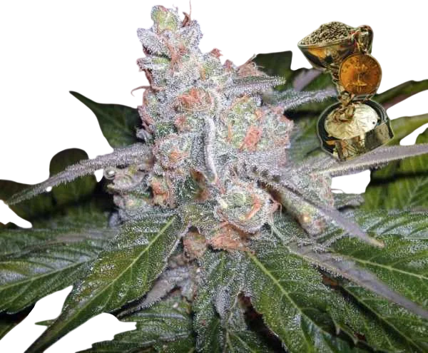 The Purps | PHOTOREG | BC Bud Depot