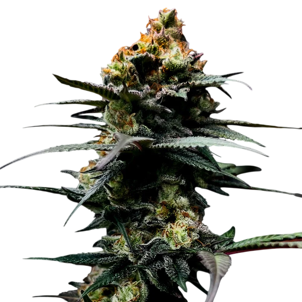 The Stinking Rose | PHOTOFEM | DNA Genetics