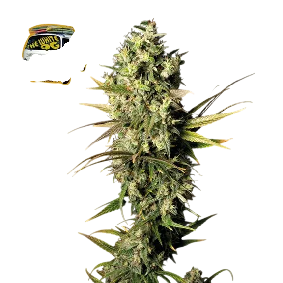 The White OG | PHOTOFEM | Tiger One Bulk