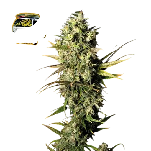 The White OG