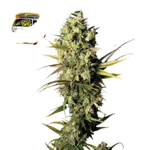 The White OG