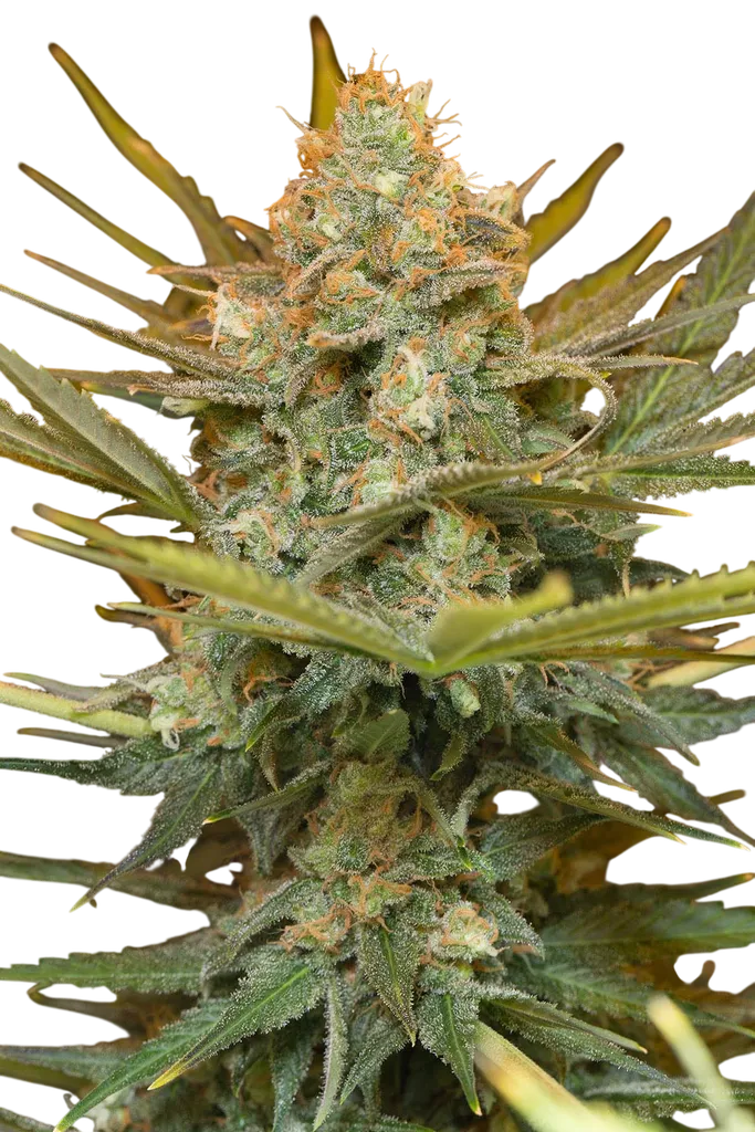 Three Blue Kings | PHOTOFEM | Humboldt Seed Org.