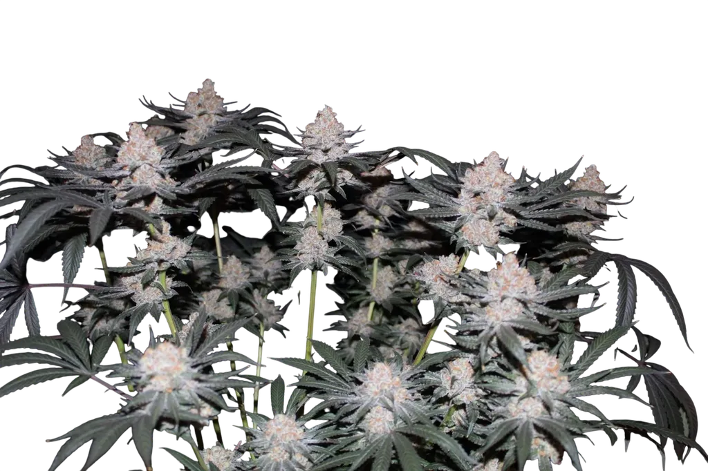 Tropicana Cookies FAST | PHOTOFEM | Fast Buds