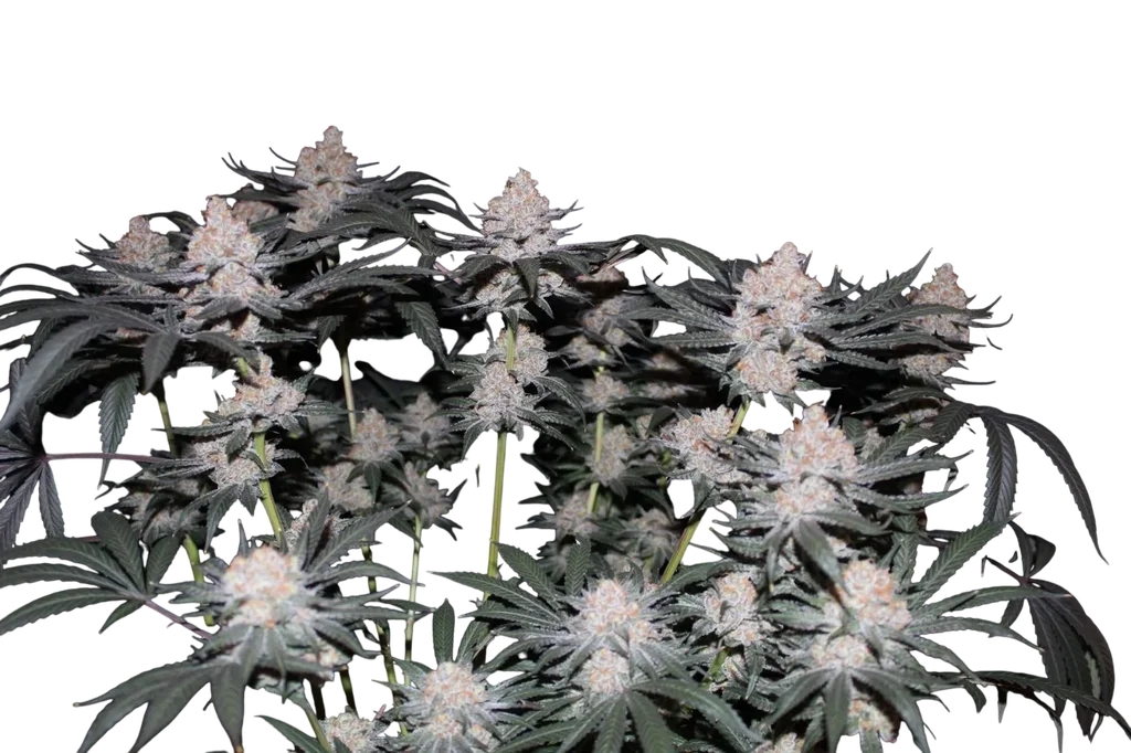 Tropicana Cookies FAST | PHOTOFEM | Fast Buds