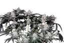 Tropicana Cookies FAST | PHOTOFEM | Fast Buds