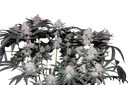 Tropicana Cookies FAST | PHOTOFEM | Fast Buds