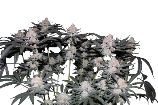 Tropicana Cookies FAST