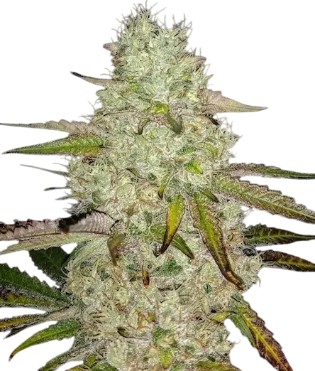 Toasted R1 | PHOTOFEM | Ethos Genetics