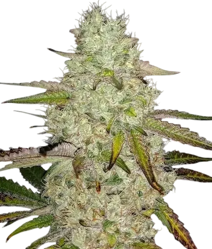 Toasted R1 | PHOTOFEM | Ethos Genetics