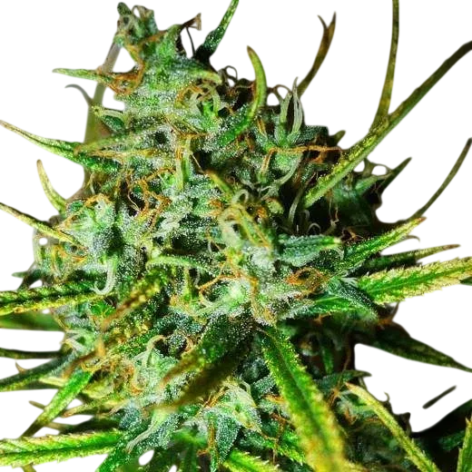 Top 44 | PHOTOFEM | Nirvana Seeds