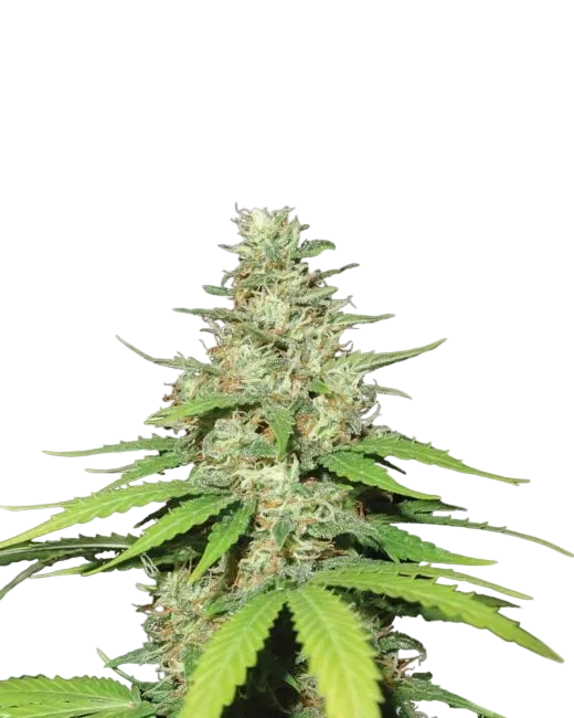 Top 44 Auto | AUTOFEM | Nirvana Seeds