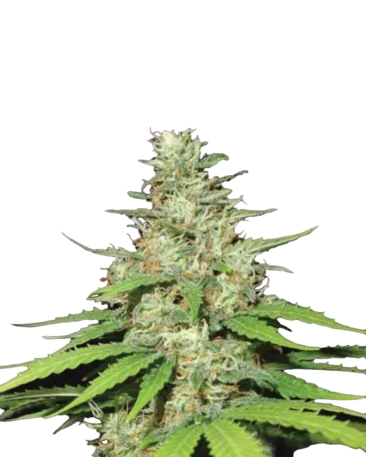 Top 44 | PHOTOREG | Nirvana Seeds
