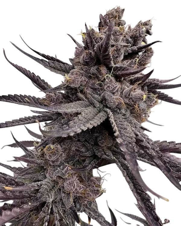 Trap God | PHOTOFEM | Solfire Gardens