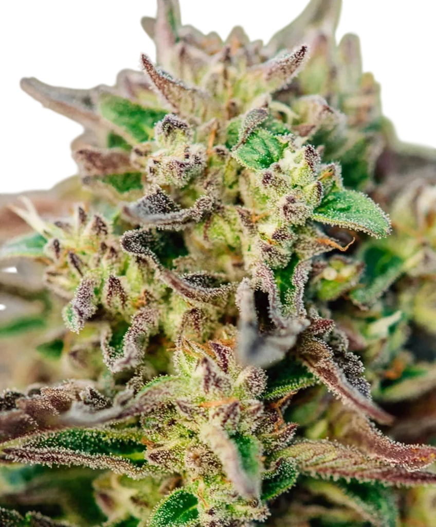 TriCross Auto | AUTOFEM | Atlas Seed