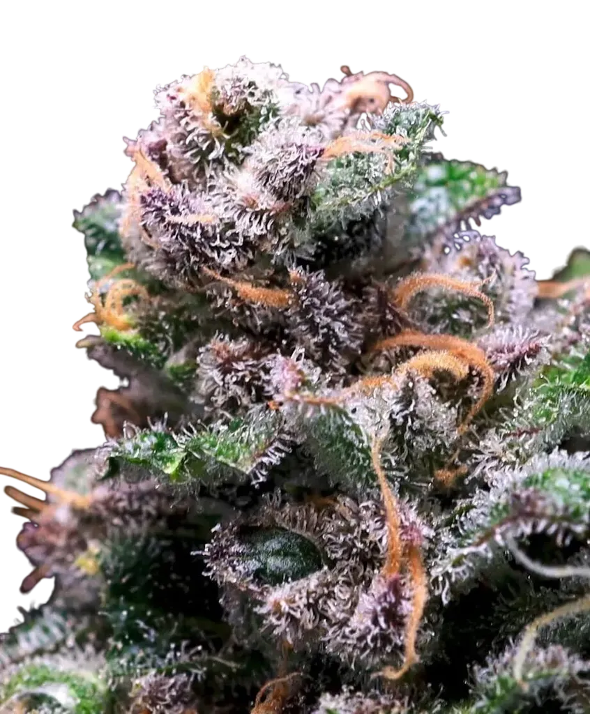 Tropical Cooler | PHOTOFEM | Atlas Seed