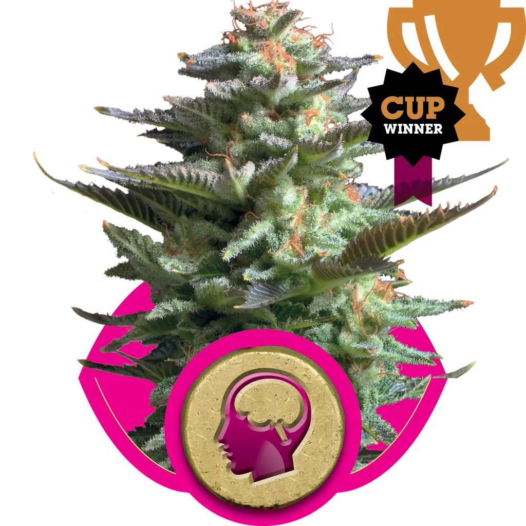 Amnesia Haze | PHOTOFEM | Royal Queen Seeds