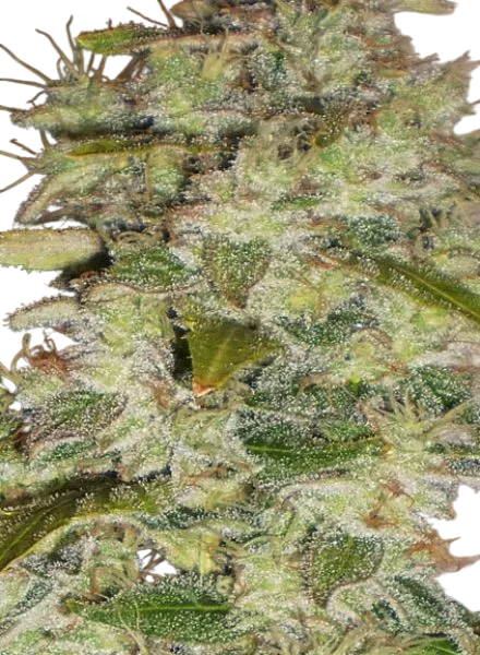 Truly Fruity | PHOTOREG | BC Bud Depot