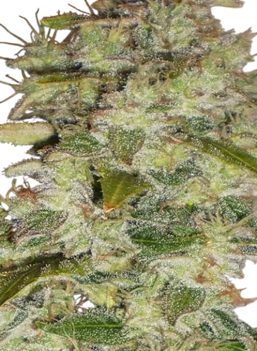 Truly Fruity