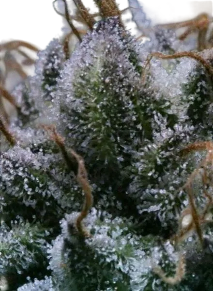 Tuna God | PHOTOREG | BC Bud Depot