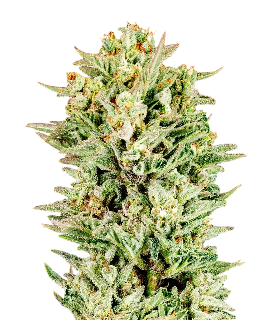 Turtle Taffy Auto | AUTOFEM | Atlas Seed