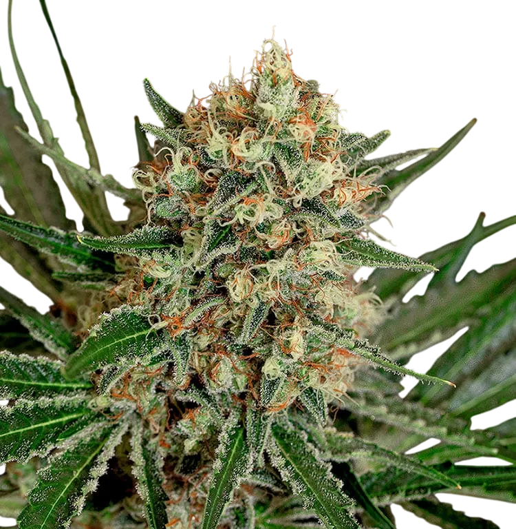 Txerri Bilbo Haze | PHOTOFEM | Genehtik Seeds