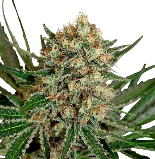 Txerri Bilbo Haze