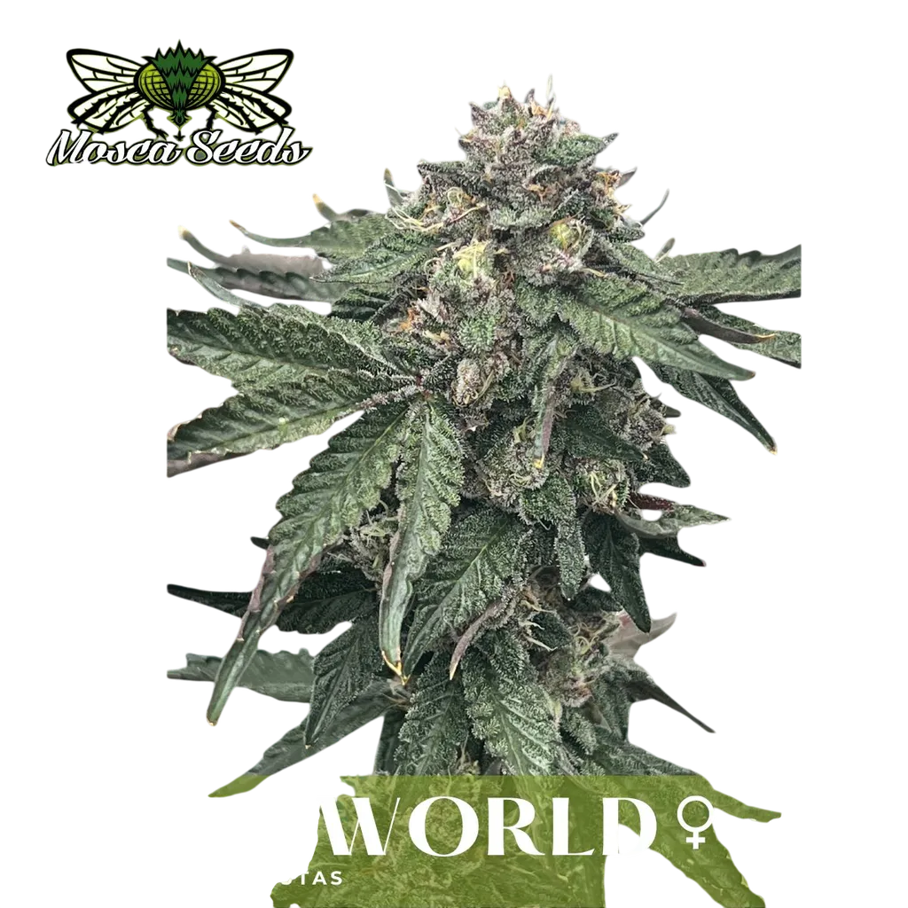 Underworld | PHOTOFEM | Mosca Seeds