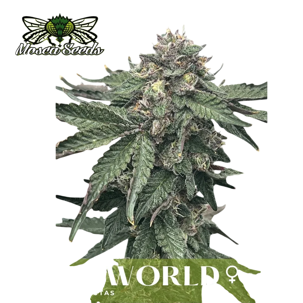Underworld | PHOTOFEM | Mosca Seeds