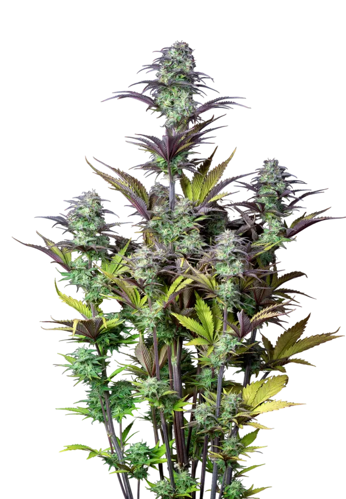 Original Blueberry Auto | AUTOFEM | Fast Buds