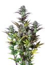 Original Blueberry Auto | AUTOFEM | Fast Buds