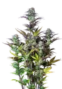Original Blueberry Auto | AUTOFEM | Fast Buds