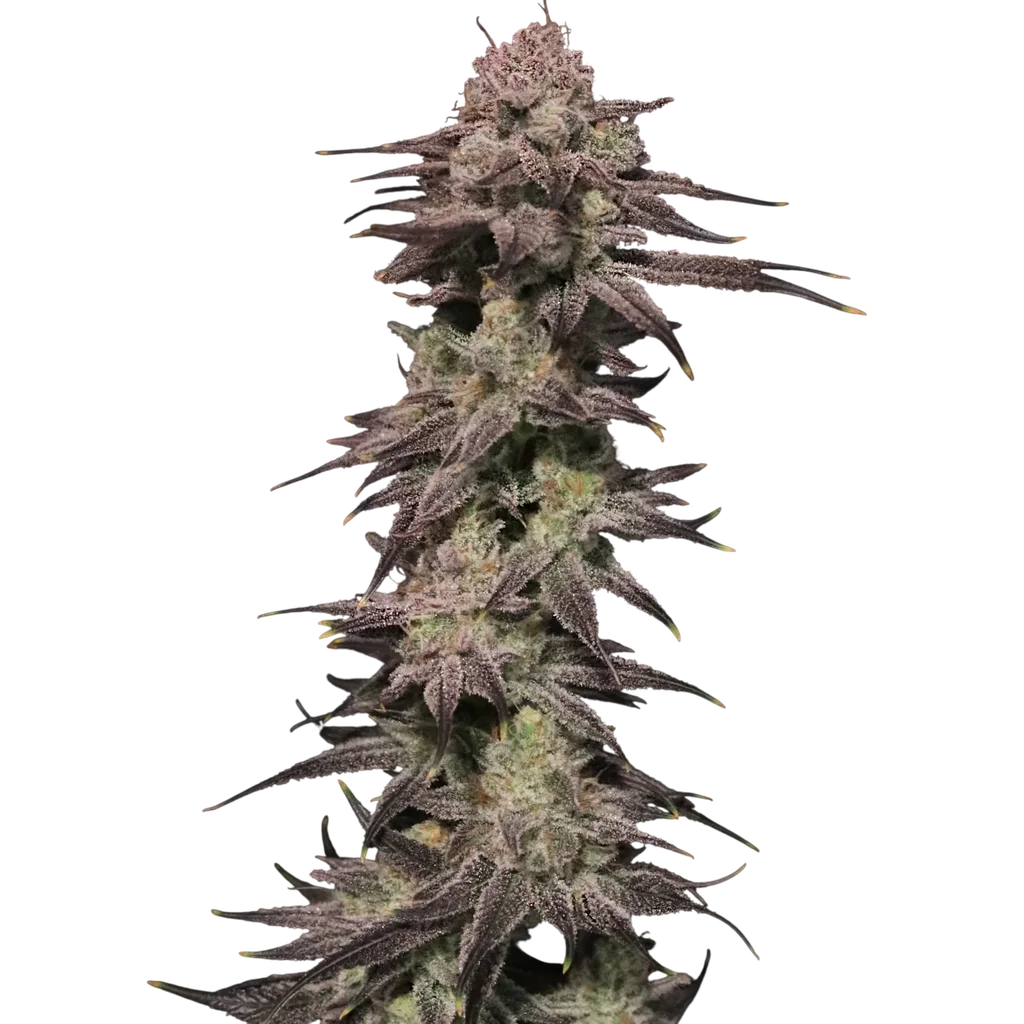 Viking Milk | PHOTOFEM | Elev8 Seeds