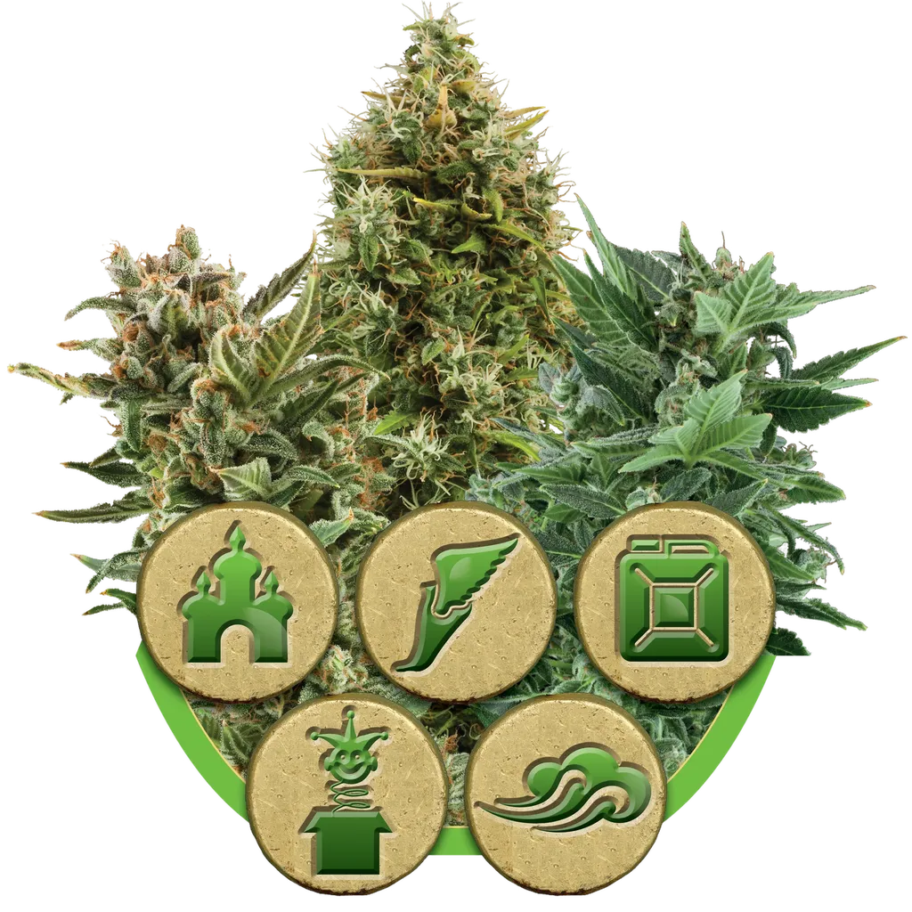Mix Auto | AUTOFEM | Royal Queen Seeds