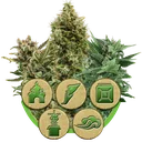 Mix Auto | AUTOFEM | Royal Queen Seeds