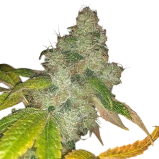 Wedding Cake Auto | AUTOFEM | Pheno Finder Seeds