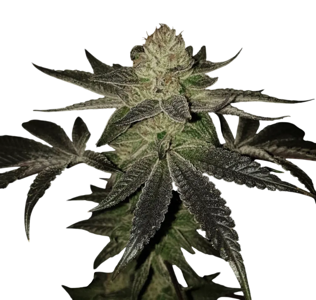 Wedding Cake S1 | PHOTOFEM | Pheno Finder Seeds