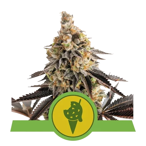 Cookies Gelato Auto | AUTOFEM | Royal Queen Seeds