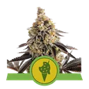 Cookies Gelato Auto | AUTOFEM | Royal Queen Seeds