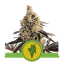 Cookies Gelato Auto | AUTOFEM | Royal Queen Seeds