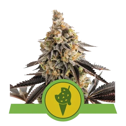 Cookies Gelato Auto