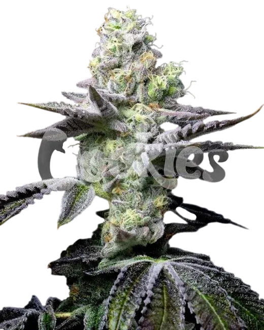 Wet Wet | PHOTOFEM | Cookies Seed Bank