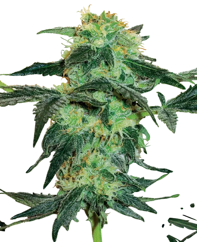 White Ice | PHOTOREG | White Label Seed Company